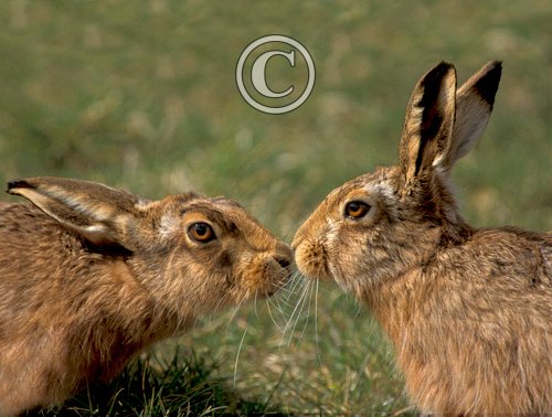 Two  Brown Hares 12 DM0271